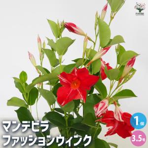 マンデビラ ファッションウィンク 花苗 3.5号...の商品画像