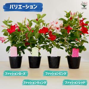 マンデビラ ファッションウィンク 花苗 3.5...の詳細画像1