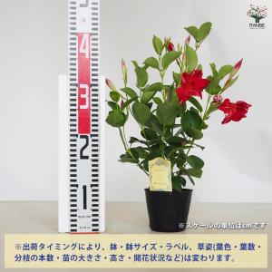 マンデビラ ファッションウィンク 花苗 3.5...の詳細画像2
