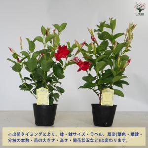 マンデビラ ファッションウィンク 花苗 3.5...の詳細画像3