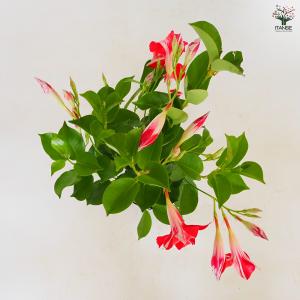 マンデビラ ファッションウィンク 花苗 3.5...の詳細画像5
