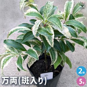 イギリスナラ アルゲンテオマルギナータ （ヨーロッパナラ 斑入り葉