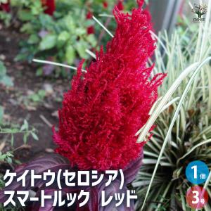 クリスマスローズ開花株 DDアフロディーテプリマヴェーラ 196 現品限り