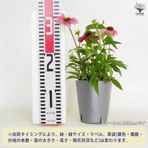 エキナセア 花色MIX見計らい 花苗 3.5号...の詳細画像1