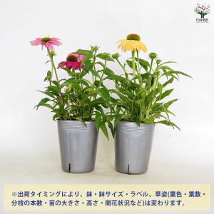 エキナセア 花色MIX見計らい 花苗 3.5号...の詳細画像2