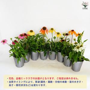 エキナセア 花色MIX見計らい 花苗 3.5号...の詳細画像3