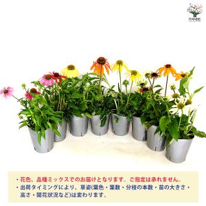 エキナセア 花色MIX見計らい 花苗 3.5号...の詳細画像4
