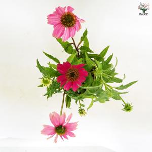エキナセア 花色MIX見計らい 花苗 3.5号...の詳細画像5