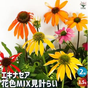 エキナセア 花色MIX見計らい 花苗 3.5号/お買い得6個セット 花の苗 紫