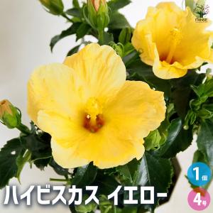 アツモリソウ交配種花1芽株 : 岩崎園芸ネットストア Yahoo店 - 通販