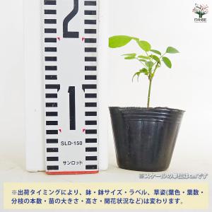 バタフライピー 花木苗 3号/お買い得4個セッ...の詳細画像1