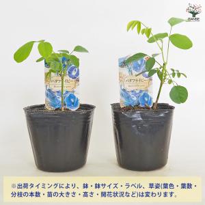 バタフライピー 花木苗 3号/お買い得4個セッ...の詳細画像2