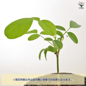 バタフライピー 花木苗 3号/お買い得4個セッ...の詳細画像3