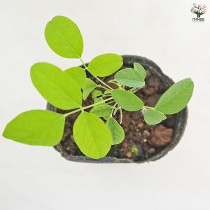バタフライピー 花木苗 3号/お買い得4個セッ...の詳細画像4