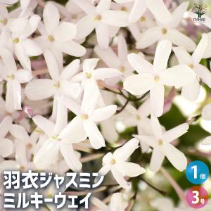 ジャスミン 花美人 3号ポット苗 : 苗木部 花ひろばオンライン - 通販