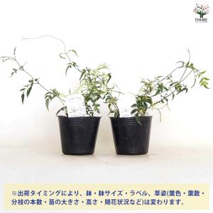 羽衣ジャスミン ミルキーウェイ 花木苗 3号/...の詳細画像2