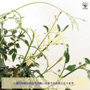 羽衣ジャスミン ミルキーウェイ 花木苗 3号/...の詳細画像3