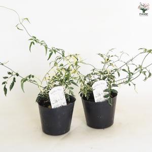 羽衣ジャスミン ミルキーウェイ 花木苗 3号/...の詳細画像5