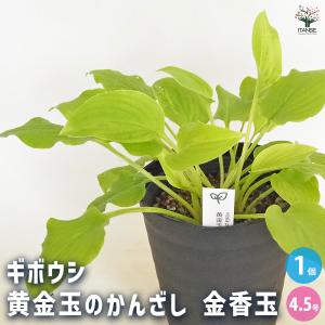 クリスマスローズ　絞り　ひらひら　ゴールド　 株分け クリスマスローズ開花株 SS両面絞り咲きゴールド 110 現品限り : 金井