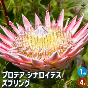 鉢花 観葉植物：リューカデンドロン セニョリータ*7号 リュウカ