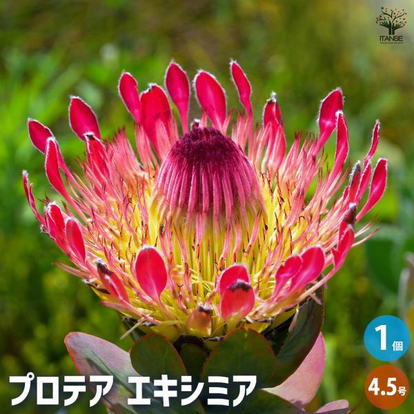 プロテア エキシミア 花木苗 4.5号/1個売り 美しく彩られた大型の総苞の豪華な花！花持ちがとても...