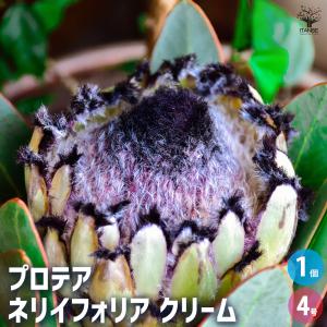 キングプロテア 実生 3号ポット苗 : 苗木部 花ひろばオンライン - 通販