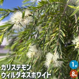 カリステモン ウィルダネスホワイト 花木苗 8号/1個売り カリステモン ブラシノキ 金宝樹 キンポウジュ ボトルブラッシュ 花槇 ハナマキ 花苗