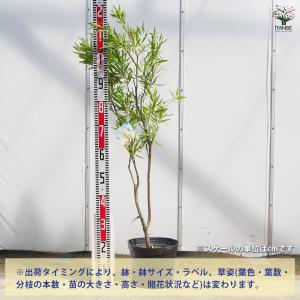 カリステモン ウィルダネスホワイト 花木苗 8...の詳細画像1