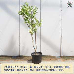 カリステモン ウィルダネスホワイト 花木苗 8...の詳細画像2