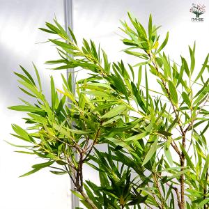カリステモン ウィルダネスホワイト 花木苗 8...の詳細画像4