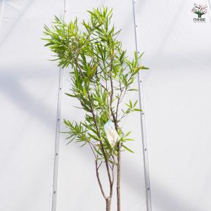 カリステモン ウィルダネスホワイト 花木苗 8...の詳細画像5