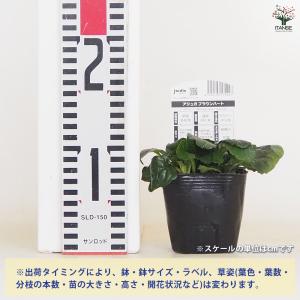 アジュガ ブラウンハート 花苗 3号/1個売り...の詳細画像1