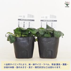 アジュガ ブラウンハート 花苗 3号/1個売り...の詳細画像2