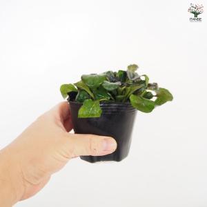 アジュガ ブラウンハート 花苗 3号/1個売り...の詳細画像3