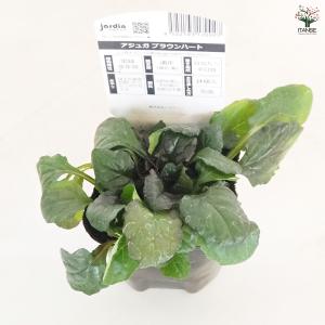 アジュガ ブラウンハート 花苗 3号/1個売り...の詳細画像4
