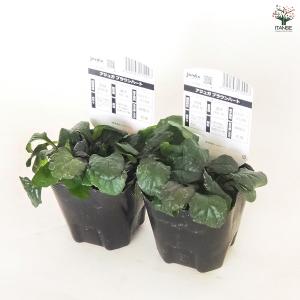 アジュガ ブラウンハート 花苗 3号/1個売り...の詳細画像5