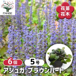 アジュガ ブラウンハート 花苗 3号/お買い得6個セット アユガ 西洋キランソウ 十二単 西洋十二単 Ajuga reptans ガーデニング