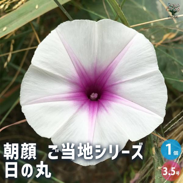 朝顔(アサガオ) ご当地シリーズ 日の丸 花苗 3.5号/1個売り 朝顔 あさがお アサガオ Mor...
