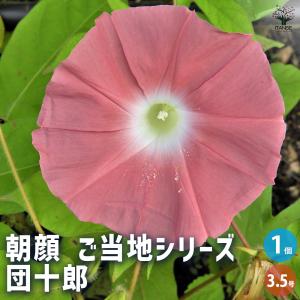 ピセア プンゲンス ホプシー 花木苗 8号/1個売り 植木の苗 植木苗