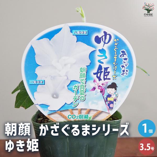 朝顔(アサガオ) かざぐるまシリーズ ゆき姫 花苗 3.5号/1個売り 朝顔 あさがお アサガオ M...