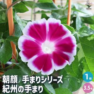 朝顔(アサガオ) 手まりシリーズ 紀州の手まり ...の商品画像