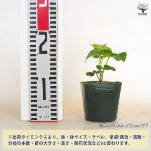 朝顔(アサガオ) 手まりシリーズ 紀州の手まり...の詳細画像1