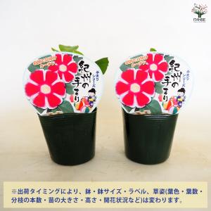 朝顔(アサガオ) 手まりシリーズ 紀州の手まり...の詳細画像2