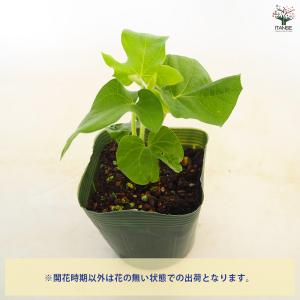 朝顔(アサガオ) 手まりシリーズ 紀州の手まり...の詳細画像3