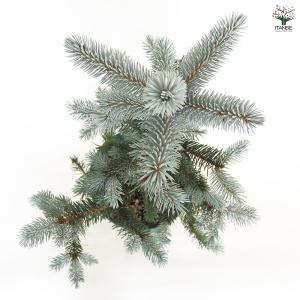 ピセア プンゲンス ホプシー 花木苗 8号/1...の詳細画像3