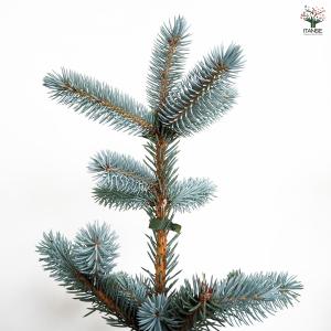 ピセア プンゲンス ホプシー 花木苗 8号/1...の詳細画像4