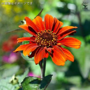 ヘリオプシス ブリーティングハーツ 花苗 3号...の詳細画像1