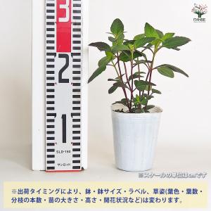 ヘリオプシス ブリーティングハーツ 花苗 3号...の詳細画像2
