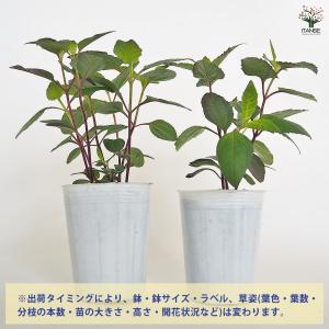 ヘリオプシス ブリーティングハーツ 花苗 3号...の詳細画像3