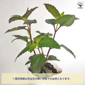 ヘリオプシス ブリーティングハーツ 花苗 3号...の詳細画像4